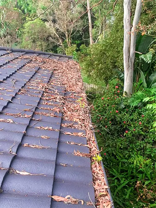 Central Coast gutter cleaning tile roof full gutters with plants growing.